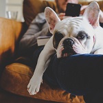 Image of a dog laying on a man's lap.