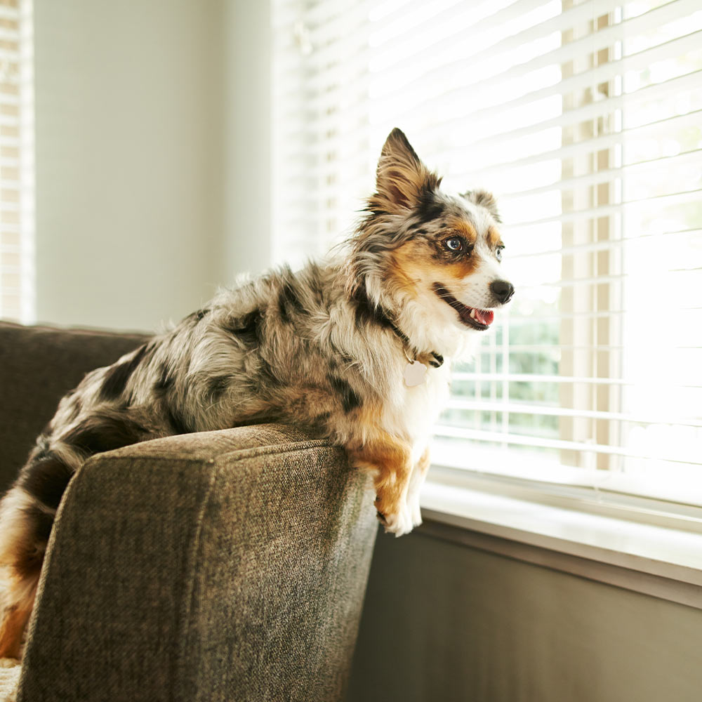 A dog sitting on a couch and looking out a window