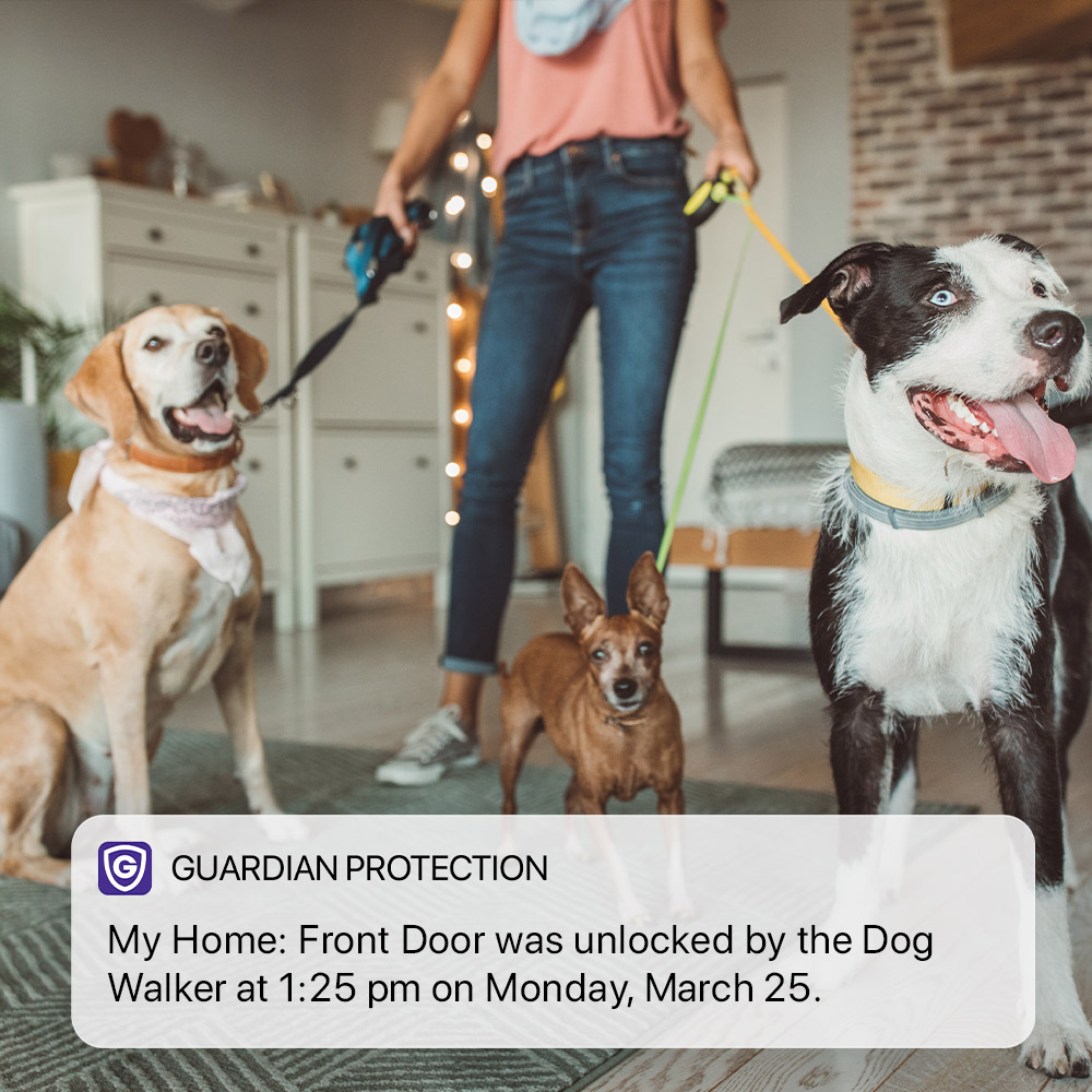 A person holding three dogs on leashes with a Guardian Protection app notification